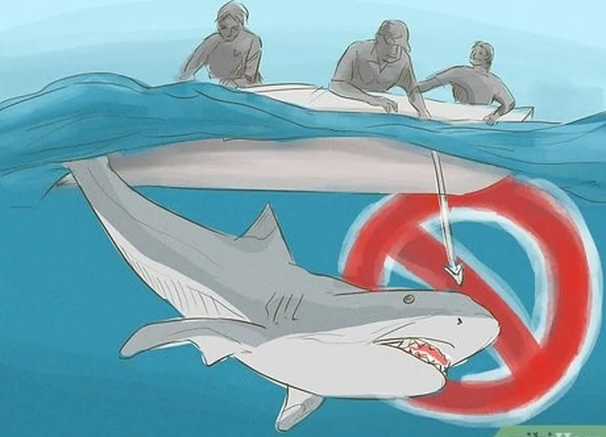 6-qadam't ever bother or harass sharks.