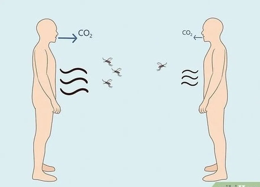 ko'proq sut kislotasi va co2 chiqaradigan odamlar ko'proq chivinni jalb qilishadi.