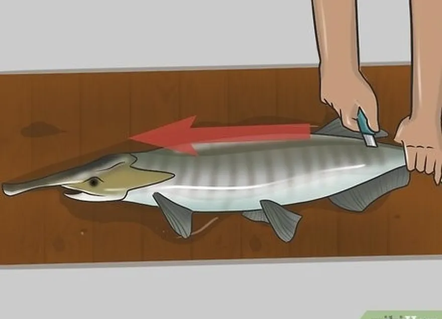 catch paddlefish step 12.jpeg