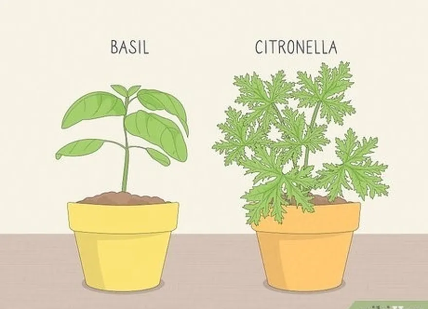 5-qadam chivinlar kiradigan o'simliklarni joylashtiring't enjoy, like citronella and basil.